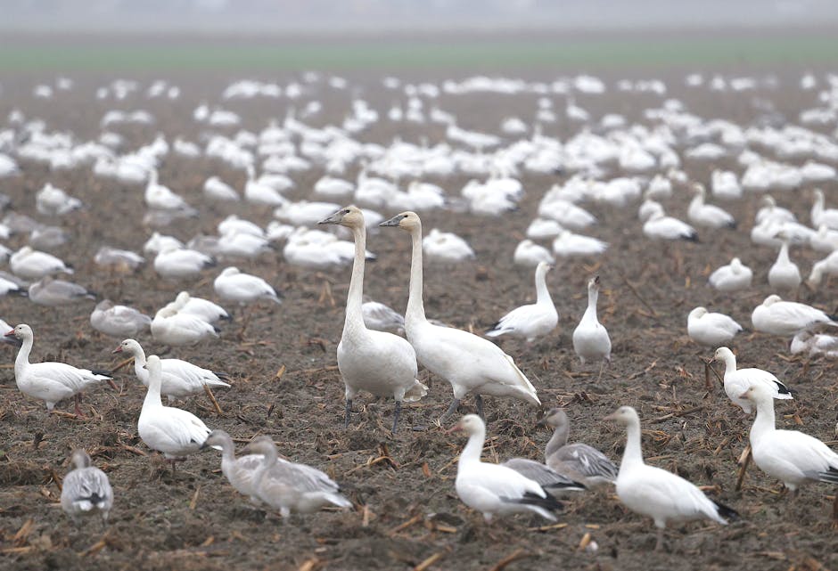 震撼全球的足球新闻盛宴