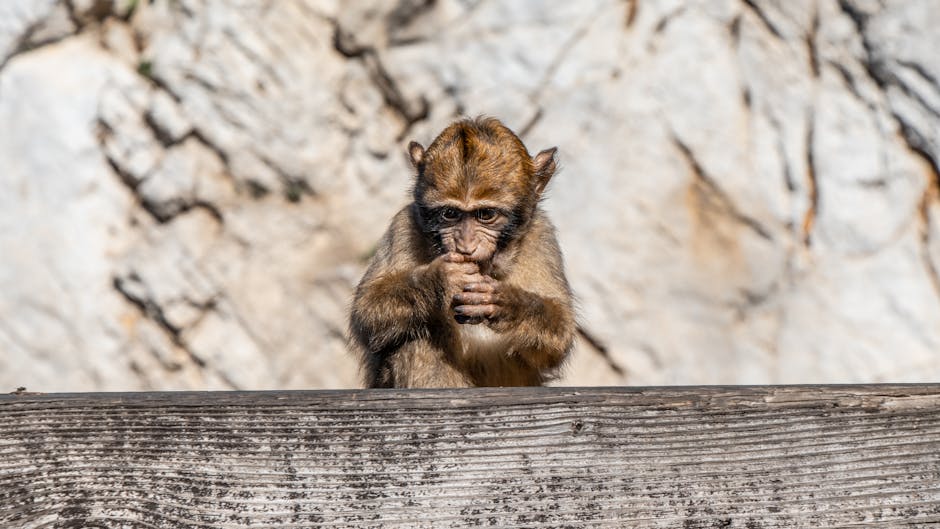 陪月員課程的重要性與學習歷程解析
